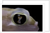 Palmatogecko rangei (Namib sand gecko) - eye by Anonymous