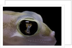 Palmatogecko rangei (Namib sand gecko) - eye by Anonymous