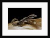 Paroedura androyensis (Grandidier's Madagasoer ground gecko) by Anonymous