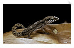 Paroedura androyensis (Grandidier's Madagasoer ground gecko) by Anonymous