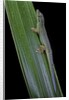 Phelsuma cepediana (blue-tailed day gecko) by Anonymous