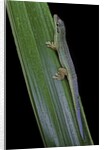 Phelsuma cepediana (blue-tailed day gecko) by Anonymous