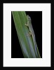 Phelsuma cepediana (blue-tailed day gecko) by Anonymous