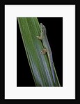 Phelsuma cepediana (blue-tailed day gecko) by Anonymous
