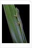 Phelsuma cepediana (blue-tailed day gecko) by Anonymous