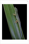 Phelsuma cepediana (blue-tailed day gecko) by Anonymous