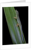 Phelsuma cepediana (blue-tailed day gecko) by Anonymous