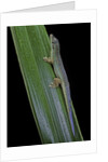 Phelsuma cepediana (blue-tailed day gecko) by Anonymous