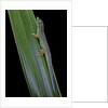 Phelsuma cepediana (blue-tailed day gecko) by Anonymous