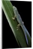 Phelsuma cepediana (blue-tailed day gecko) by Anonymous