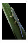 Phelsuma cepediana (blue-tailed day gecko) by Anonymous