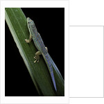 Phelsuma cepediana (blue-tailed day gecko) by Anonymous