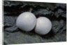 Phelsuma ornata (ornate day gecko) - eggs by Anonymous
