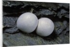 Phelsuma ornata (ornate day gecko) - eggs by Anonymous
