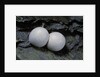 Phelsuma ornata (ornate day gecko) - eggs by Anonymous