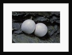 Phelsuma ornata (ornate day gecko) - eggs by Anonymous