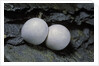 Phelsuma ornata (ornate day gecko) - eggs by Anonymous