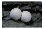 Phelsuma ornata (ornate day gecko) - eggs by Anonymous