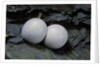 Phelsuma ornata (ornate day gecko) - eggs by Anonymous