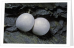 Phelsuma ornata (ornate day gecko) - eggs by Anonymous