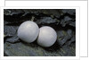 Phelsuma ornata (ornate day gecko) - eggs by Anonymous