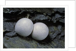 Phelsuma ornata (ornate day gecko) - eggs by Anonymous