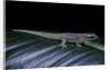Phelsuma ornata ornata (ornate day gecko) by Anonymous