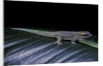 Phelsuma ornata ornata (ornate day gecko) by Anonymous