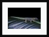Phelsuma ornata ornata (ornate day gecko) by Anonymous