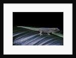 Phelsuma ornata ornata (ornate day gecko) by Anonymous