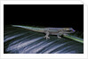Phelsuma ornata ornata (ornate day gecko) by Anonymous