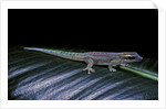 Phelsuma ornata ornata (ornate day gecko) by Anonymous