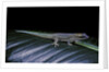 Phelsuma ornata ornata (ornate day gecko) by Anonymous