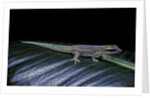 Phelsuma ornata ornata (ornate day gecko) by Anonymous