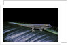 Phelsuma ornata ornata (ornate day gecko) by Anonymous