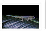 Phelsuma ornata ornata (ornate day gecko) by Anonymous
