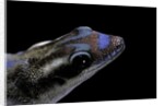 Phelsuma ornata ornata (ornate day gecko) by Anonymous