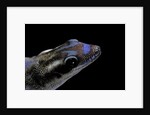 Phelsuma ornata ornata (ornate day gecko) by Anonymous