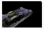 Phelsuma ornata ornata (ornate day gecko) by Anonymous