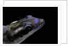 Phelsuma ornata ornata (ornate day gecko) by Anonymous