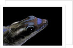 Phelsuma ornata ornata (ornate day gecko) by Anonymous