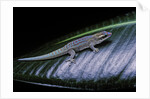 Phelsuma ornata ornata (ornate day gecko) by Anonymous