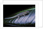 Phelsuma ornata ornata (ornate day gecko) by Anonymous
