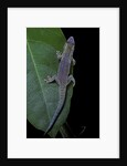Phelsuma ornata ornata (ornate day gecko) by Anonymous