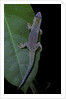 Phelsuma ornata ornata (ornate day gecko) by Anonymous