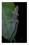 Phelsuma ornata ornata (ornate day gecko) by Anonymous