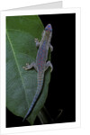 Phelsuma ornata ornata (ornate day gecko) by Anonymous
