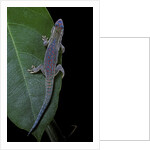 Phelsuma ornata ornata (ornate day gecko) by Anonymous