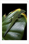 Phelsuma quadriocellata (Peacock day gecko) by Anonymous