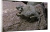 Phrynosoma modestum (roundtailed horned lizard) by Anonymous
